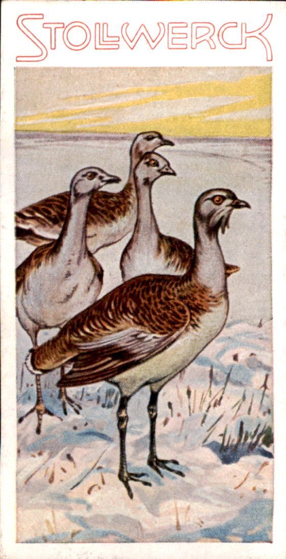 /Germany/Stollwerck/Animals/DE_Stollwerck_1932_Aus dem Tierreich (179).jpg